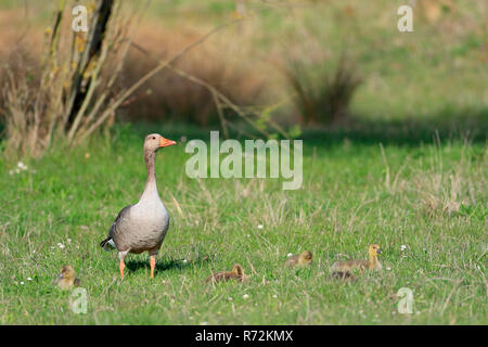 Grey Goose e goslings, Zielfinger visto, natura Parco Danubio superiore, Germania (Anser anser) Foto Stock