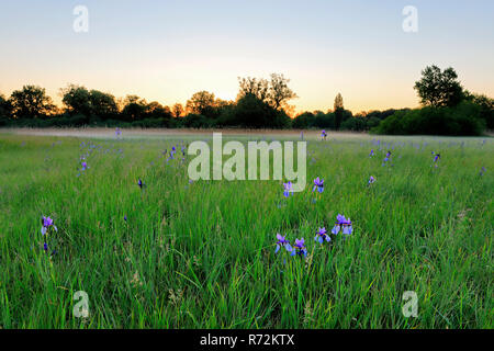 La Siberia bandiera, Eriskircher Ried, Lago di Costanza, molla, Germania (Iris sibirica) Foto Stock