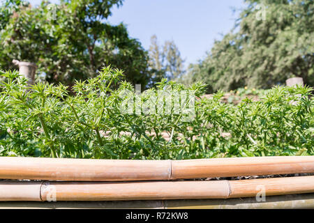 Struttura Culantro o lungo il coriandolo nel giardino vegetale Foto Stock