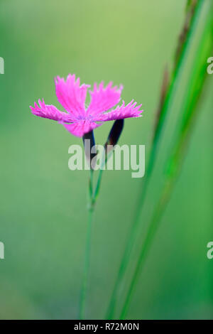 Rosa dei certosini, Irndorfer Hardt, Germania (Dianthus carthusianorum) Foto Stock