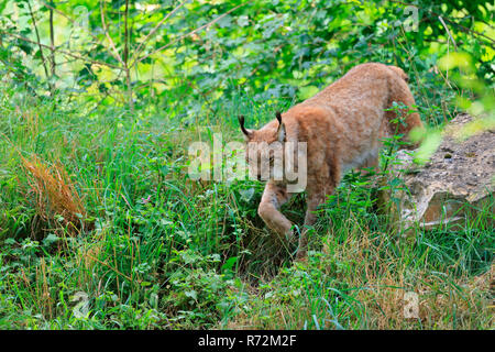 Lince euroasiatica, Germania (Lynx lynx) Foto Stock