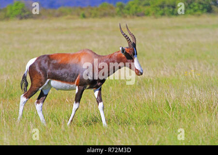 Bontebok sono i coloratissimi bok del Sud Africa Foto Stock