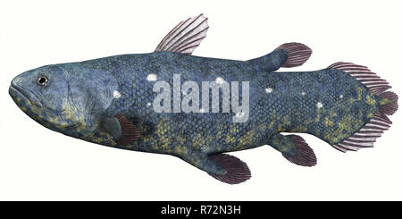 Esemplare di Coelacanthus Pesce su bianco Foto Stock