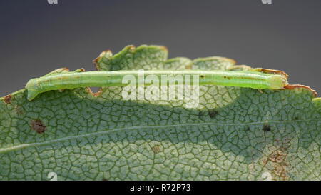 Comune di onda bianco moth caterpillar, Cabera pusaria Foto Stock