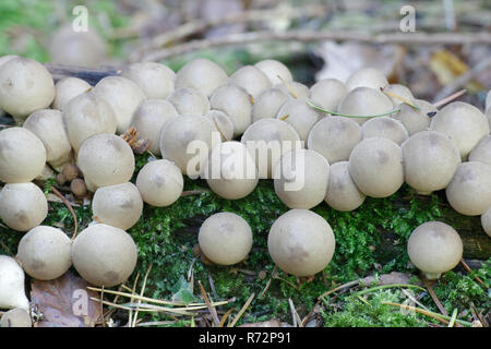 Lycoperdon pyriforme, comunemente noto come a forma di pera puffball o moncone puffball Foto Stock