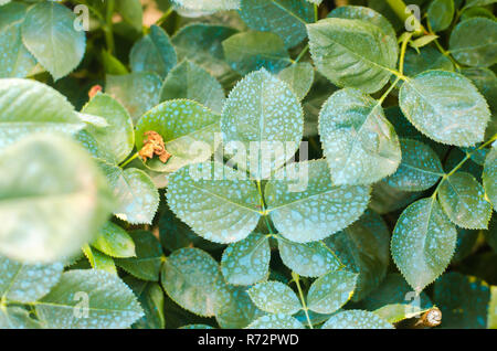 La concimazione per le rose, alberi, trattare piante da insetti nocivi, liquido alimentare, utilizzare spruzzatore a mano con pesticidi nel giardino Foto Stock