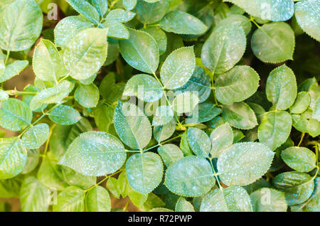 La concimazione per le rose, alberi, trattare piante da insetti nocivi, liquido alimentare, utilizzare spruzzatore a mano con pesticidi nel giardino Foto Stock