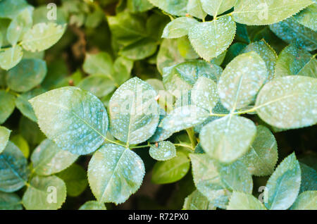 La concimazione per le rose, alberi, trattare piante da insetti nocivi, liquido alimentare, utilizzare spruzzatore a mano con pesticidi nel giardino Foto Stock