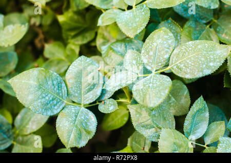 La concimazione per le rose, alberi, trattare piante da insetti nocivi, liquido alimentare, utilizzare spruzzatore a mano con pesticidi nel giardino Foto Stock