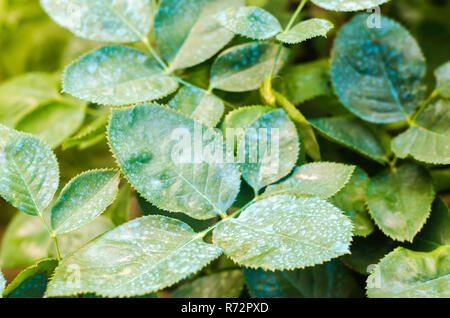 La concimazione per le rose, alberi, trattare piante da insetti nocivi, liquido alimentare, utilizzare spruzzatore a mano con pesticidi nel giardino Foto Stock