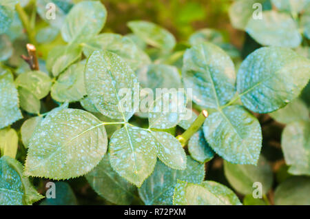 La concimazione per le rose, alberi, trattare piante da insetti nocivi, liquido alimentare, utilizzare spruzzatore a mano con pesticidi nel giardino Foto Stock