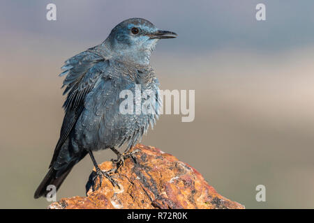 Passero Solitario, Spagna(Monticola solitarius) Foto Stock