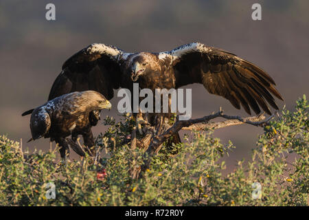 Spanish Imperial Eagle, Spagna, (l'Aquila adalberti) Foto Stock