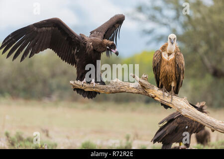 Il grifone vultue e Cinerous avvoltoio, Spagna, (Gyps fulvus e Aegypius monachus) Foto Stock