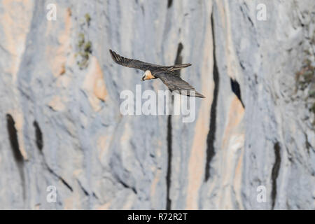 Gipeto, Spagna, Pirenei, (Gypaetus barbatus) Foto Stock