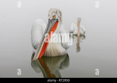 Pellicano dalmata, il lago di Kerkini, Grecia, (Pelecanus crispus) Foto Stock