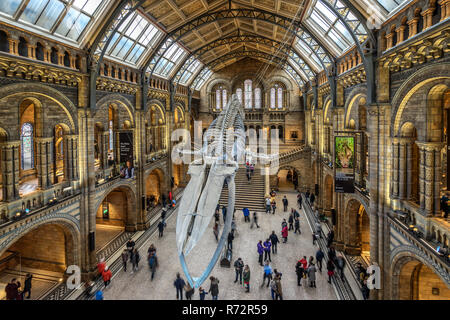 Museo di Storia Naturale di Londra Kensington Foto Stock