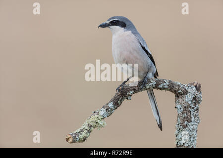 Grigio meridionale Shrike, Spagna, (Lanius meridionalis) Foto Stock