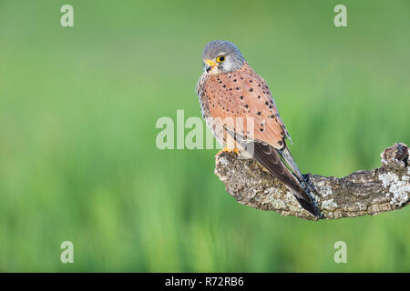 Il Gheppio m, Spagna, (Falco tinnunculus) Foto Stock