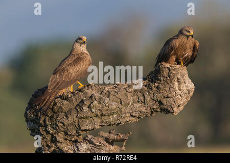 Nibbio, Spagna, (Milvus migrans) Foto Stock