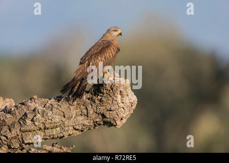 Nibbio, Spagna, (Milvus migrans) Foto Stock