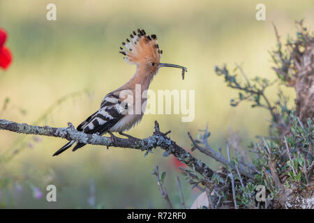 Upupa, Spagna, (Upupa epops) Foto Stock