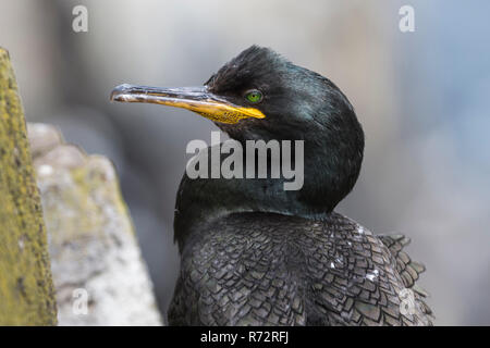 Il marangone dal ciuffo, GB, farne isole, (Phalacrocorax aristotelis) Foto Stock