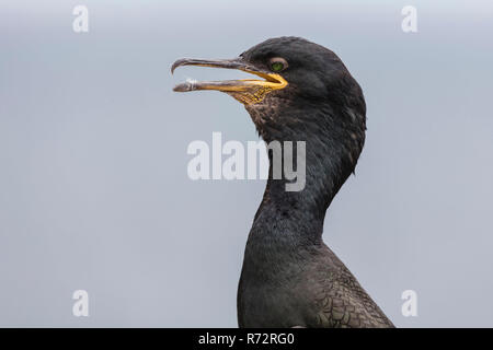 Il marangone dal ciuffo, GB, farne isole, (Phalacrocorax aristotelis) Foto Stock