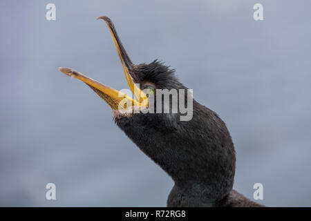 Il marangone dal ciuffo, GB, farne isole, (Phalacrocorax aristotelis) Foto Stock