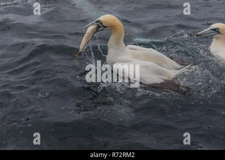 Sule alimentazione, Shetland, Noss testa, (Morus bassanus) Foto Stock