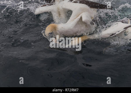 Sule alimentazione, Shetland, Noss testa, (Morus bassanus) Foto Stock