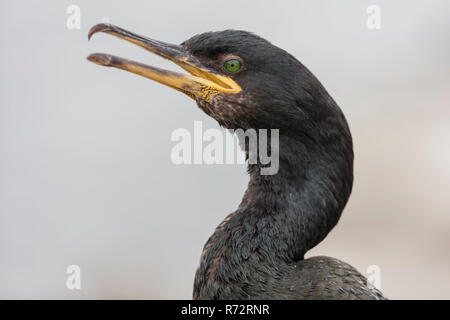 Il marangone dal ciuffo, GB, farne isole, (Phalacrocorax aristotelis) Foto Stock