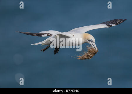 Flying sule, Inghilterra, Bempton Cliffs, (Morus bassanus) Foto Stock