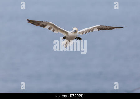 Flying sule, Inghilterra, Bempton Cliffs, (Morus bassanus) Foto Stock