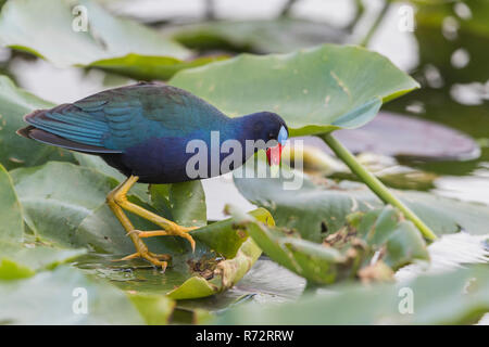 Pollo sultano, Florida Everglades, (Porphyrio martinicus) Foto Stock