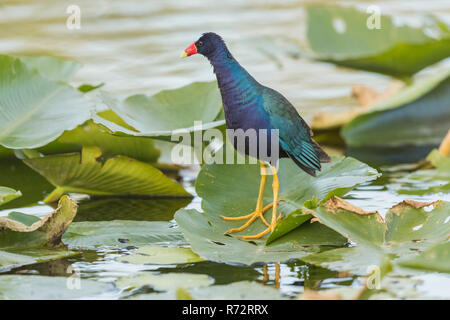 Pollo sultano, Florida Everglades, (Porphyrio martinicus) Foto Stock