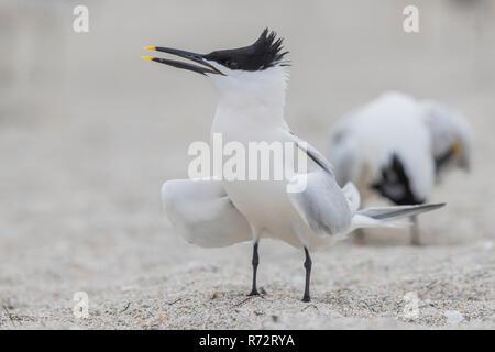 Sandwich tern, STATI UNITI D'AMERICA, Florida, (Thalasseus sandvicensis) Foto Stock