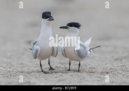 Sandwich tern, STATI UNITI D'AMERICA, Florida, (Thalasseus sandvicensis) Foto Stock