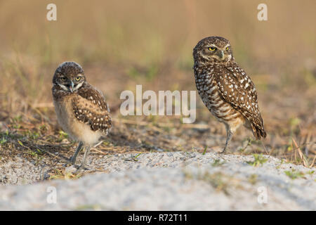 Scavando il gufo, Florida, (Athene cunicularia) Foto Stock