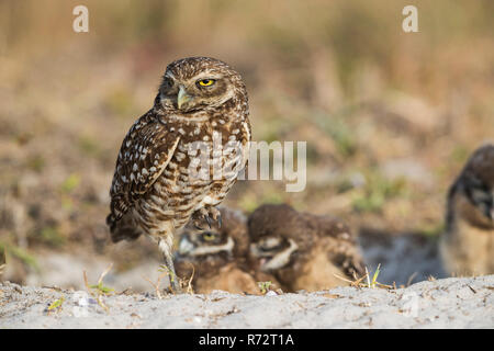 Scavando il gufo, Florida, (Athene cunicularia) Foto Stock