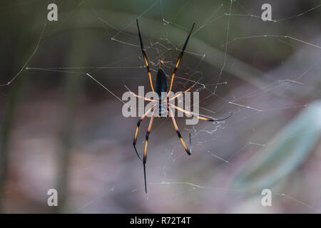 Seta, ragno (inaurata Nephila madagascariensis) Foto Stock