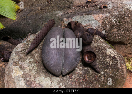 Maschi e femmine di parti di Coco de Mer Palm, Praslin, Seychelles, (Lodoicea maldivica) Foto Stock