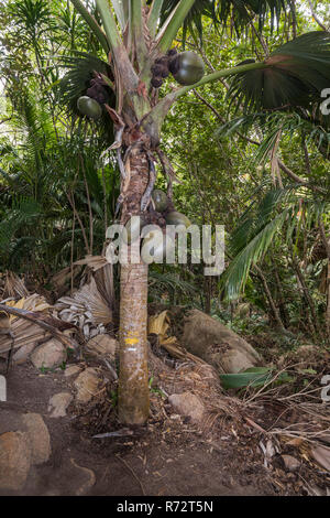 Femmina di Coco de Mer Palm, Praslin, Seychelles, (Lodoicea maldivica) Foto Stock