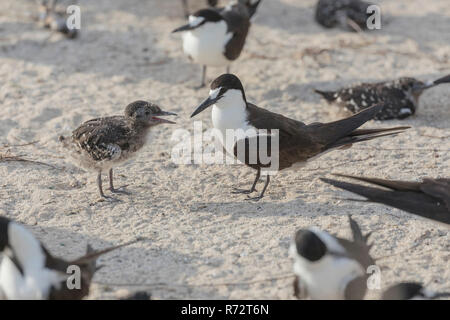 Fuligginosa tern, Bird Island, Seychelles, (Onychoprion fuscatus) Foto Stock