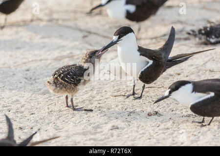 Fuligginosa tern, Bird Island, Seychelles, (Onychoprion fuscatus) Foto Stock