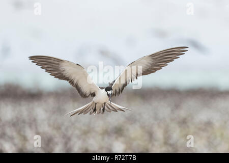 Fuligginosa tern, Bird Island, Seychelles, (Onychoprion fuscatus) Foto Stock