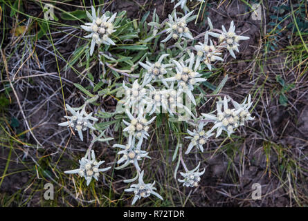 Edelweiss fiori (Leontopodium nivale), regione di Naryn, Kirghizistan, Asia centrale Foto Stock