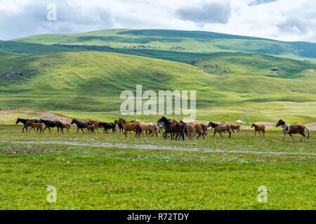 Cavalli in esecuzione nella gola di Naryn, regione di Naryn, Kirghizistan Foto Stock