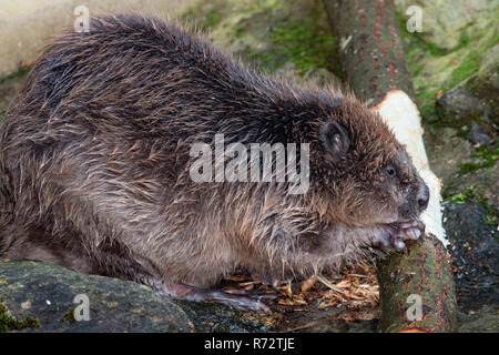 Eurasian castoro, (Castor fiber) Foto Stock