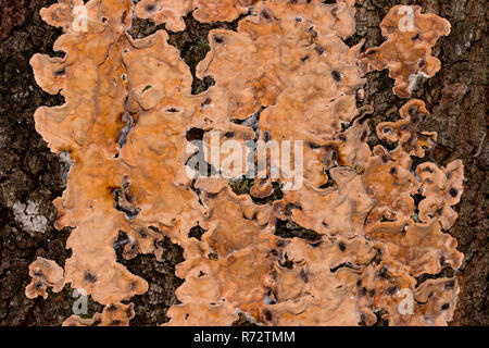 Lo spurgo di latifoglie, crosta (Stereum rugosum) Foto Stock